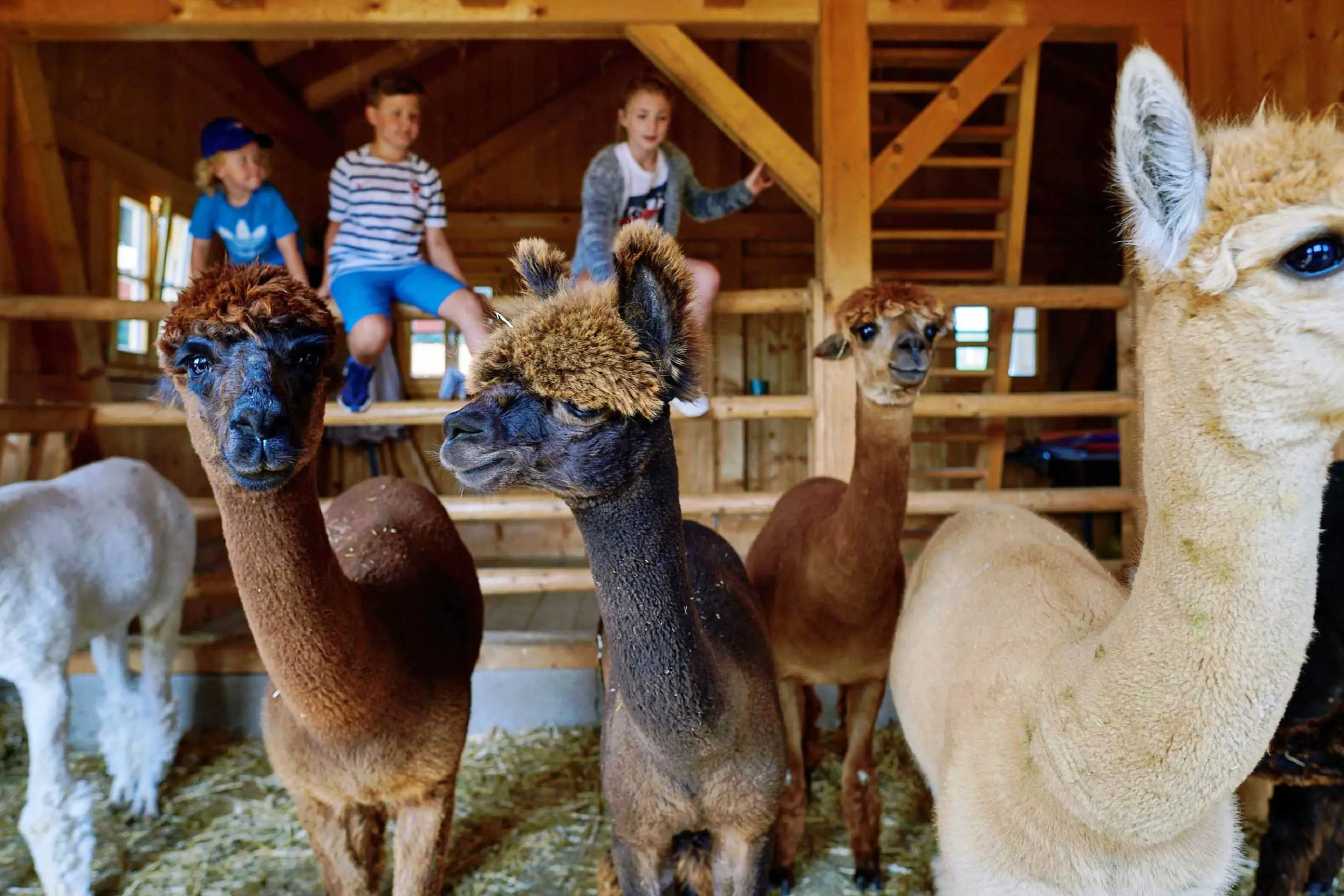 Massagen am Hof Kinderland Bergwelt Ausflugsziele