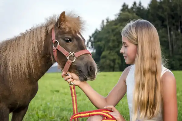 Reitstunde buchen für Anfänger Fortgeschrittene und Profis auf dem Rücken der Pferde