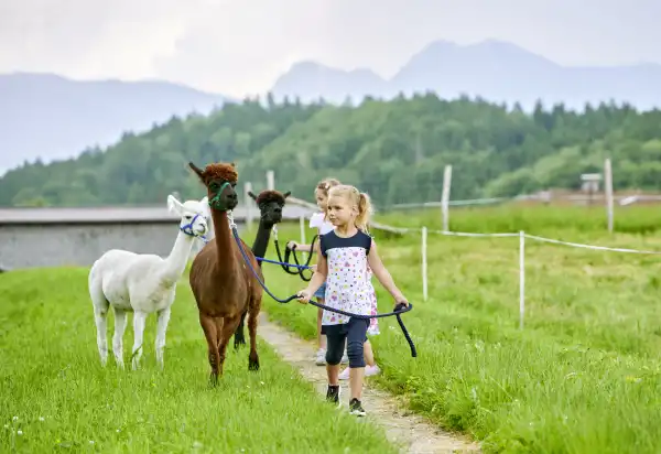 Erlebnis Spaziergang mit den flauschigen Alpakas am Daxlberger Hof